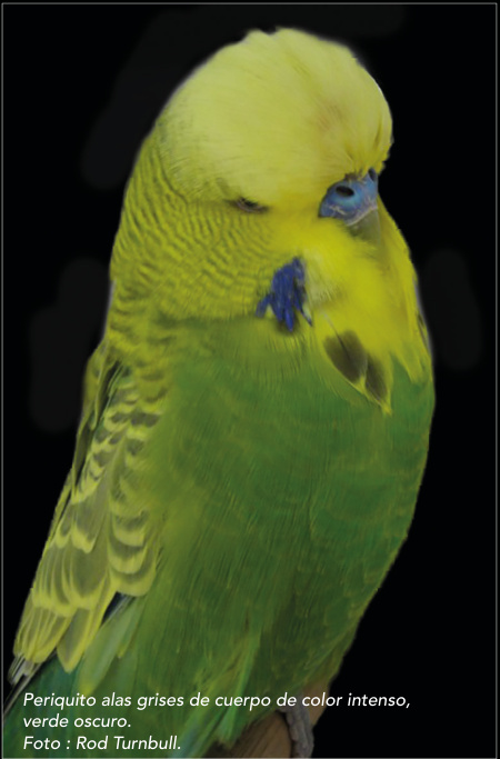 Periquito alas grises de cuerpo de color intenso, verde oscuro. Foto : Rod Turnbull.