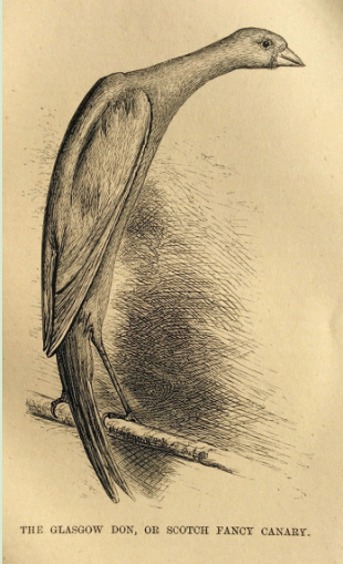 Estándar para el enjuiciamiento del ‘Glasgow Don’ The Canary Book (1875) RL Wallace - página 134