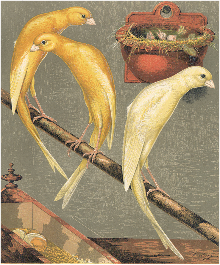 Dcha. y pág. sig. arriba. Imágenes de Canarios Scotch Fancy de la época incluidas en el libro “Our Canaries” (1878) de Blakston et al . ¡Sorprendentemente parecidos al modelo actual!