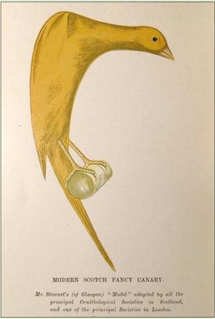 “Escala de puntos para el enjuiciamiento del Scotch Fancy” The Canary Book (1893) Tercera Edición, RL Wallace - página 250