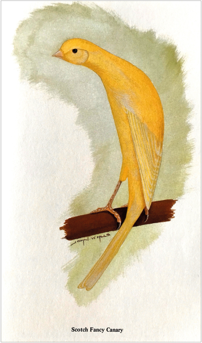 Dcha. Dibujo del Scotch Fancy ideal por el artista JW Hills, incluido en el libro “Canary Standards in Colour” (1986) de GT Dodwell.