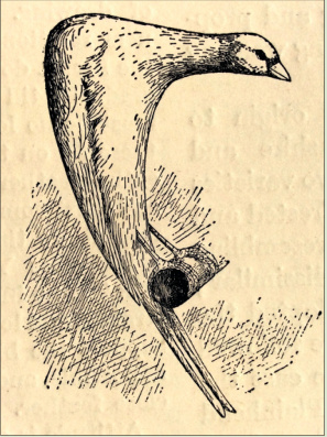 Escala de puntos para el enjuiciamiento del Scotch Fancy. Canaries, Hybrids and British Birds (1911), J Robson.