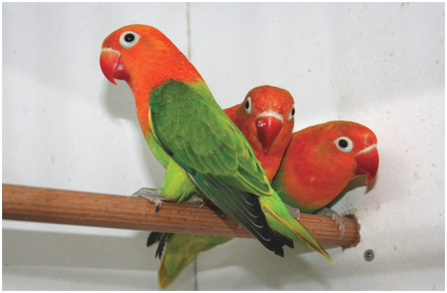 Jóvenes Agapornis fischeri Opalino verde.