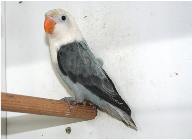 Agapornis fischeri Opalino slaty D azul, primer ejemplar crwado en el mundo.