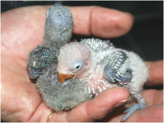Nidáceas de Agapornis fischeri Opalino cara amarilla. En segundo plano, Agapornis fischeri Opalino azul cara amarilla.