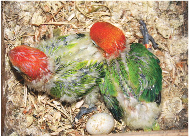 Agapornis fischeri Opalino verde osuro y Agapornis fischeri Opalino verde.