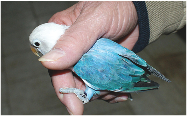 Abajo. Agapornis fischeri Opalino lutino joven.