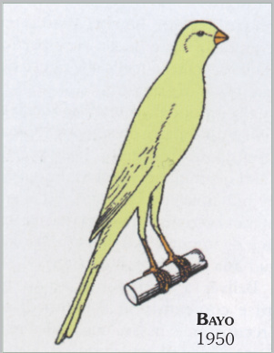 Bayo · 1950