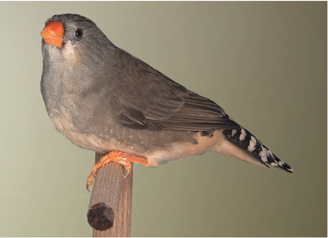 Abajo. Hembra Gris Pecho Naranja. Color gris muy uniforme en la cabeza, la nuca y la mejilla. Zona blanca entre la lágrima y el bigote, bastante lograda para ser hembra. En el diseño del flanco se pueden ver algunos puntos, a los que hace referencia el artículo, aunque su distribución debería ser más regular y numerosa. Por el contrario, el bigote apenas es evidente.