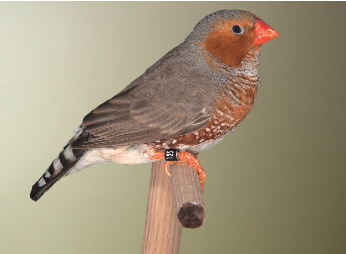 Pág. sig. Diamante Mandarín Gris Pecho Naranja y Cara Negra, con un color del dorso aceptable, si bien se puede apreciar cierta cantidad de feomelanina dispersa en las alas y la cabeza, sobre todo en la zona cercana a la mejilla. Vientre demasiado blanco para ser Cara Negra. Es deseable que el naranja del vientre llegue lo más cercano a la cloaca.