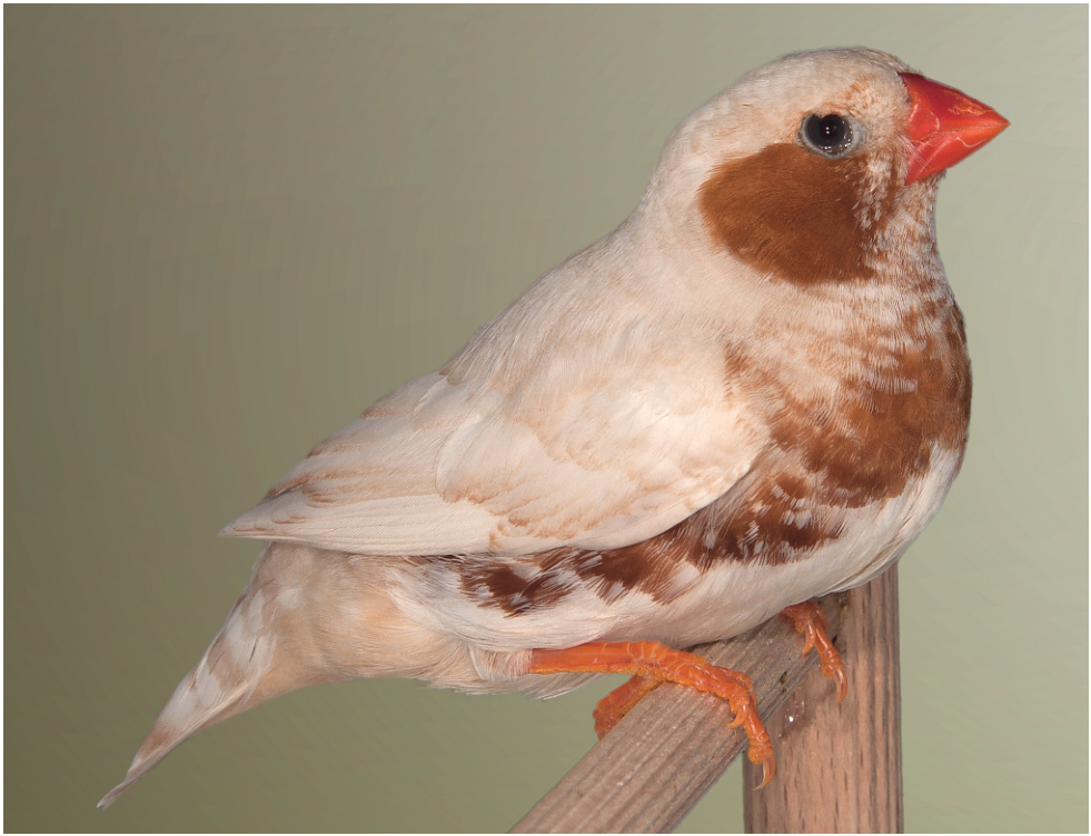 Pág.sig. Diamante Mandarín Bruno; Pecho Naranja Feomelánico. La faeomelanina dispersa es bastante evidente en cabeza, dorso y alas, lo que hace que la zona entre la lágrima y el bigote presente también bastante infiltración de feomelanina, lo que hace que no sea lo blanca que debiera. El color de las mejillas, flancos y pecho es bastante uniforme, ya que al presentar también la mutación Feomelánica la eumelanina es sustituida totalmente por feomelanina. Esto hace que sean poco apreciados por los criadores de la mutación Feomelánica en pureza.