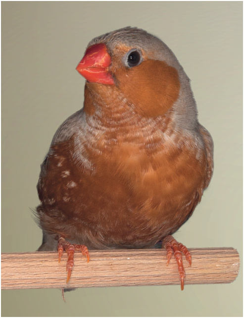 Dcha. Vista frontal de un Diamante Mandarín Gris Pecho naranja Cara Negra. Extensión del pecho hacia el vientre óptima y buena delimitación de cara y mejillas, si bien se aprecia feomelanina dispersa encima del ojo. El punteado del flanco, aunque no se ve muy bien, es un poco escaso, defecto que presentan algunos cara negra.