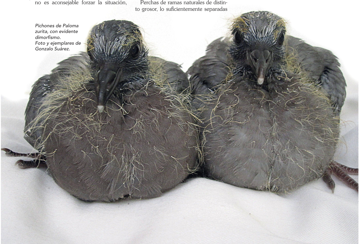 Pichones de Paloma zurita, con evidente dimorfismo. Foto y ejemplares de Gonzalo Suárez.