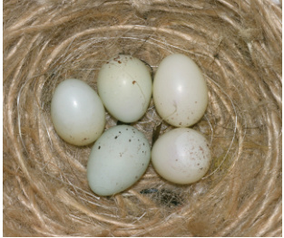 Los huevos, en fase avanzada de incubación. El virado del blanco rosado al blanco azulado permite reconocer el huevo fecundo.