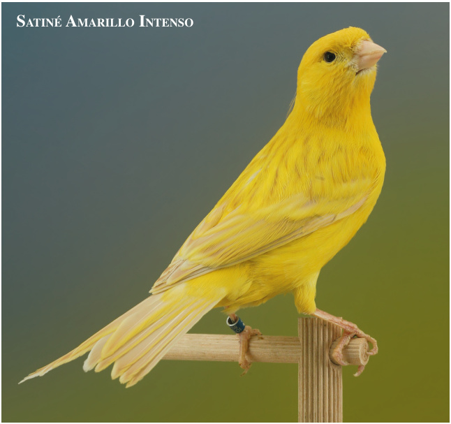 Satiné Amarillo Intenso