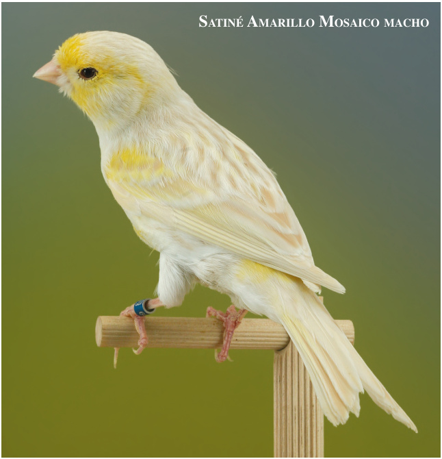 Satiné Amarillo Mosaico macho
