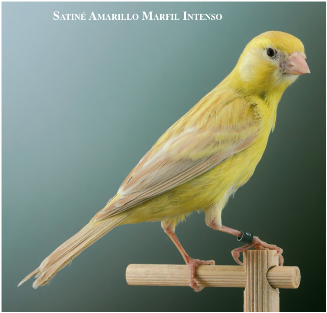 Satiné Amarillo Marfil Intenso