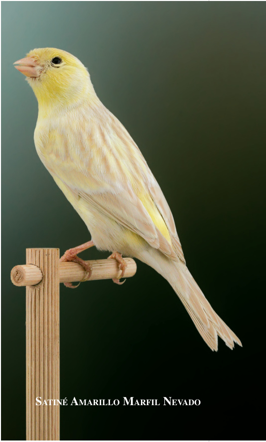 Satiné Amarillo Marfil Nevado