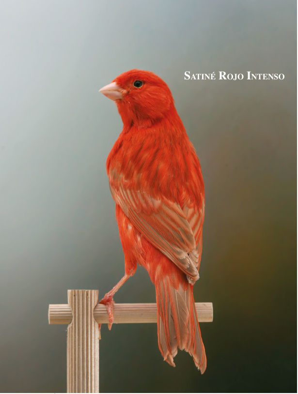 Satiné Rojo Intenso