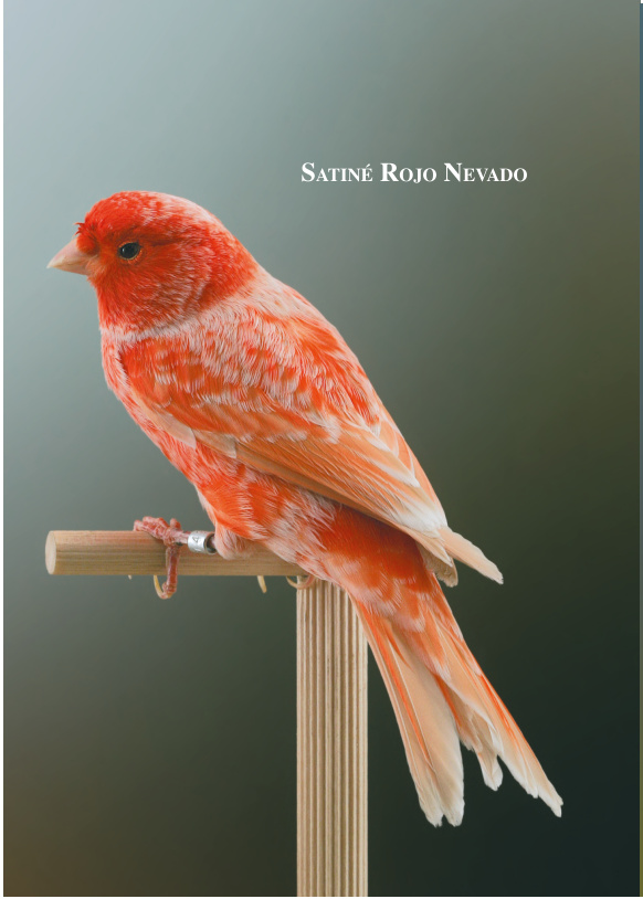 Satiné Rojo Nevado