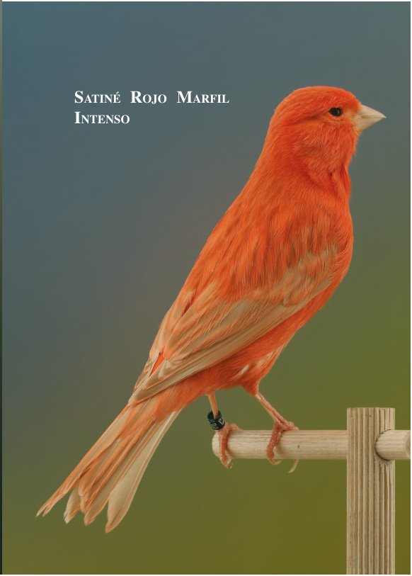 Satiné Rojo Marfil Intenso