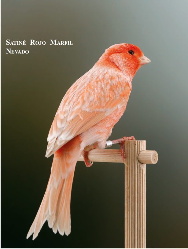 Satiné Rojo Marfil Nevado