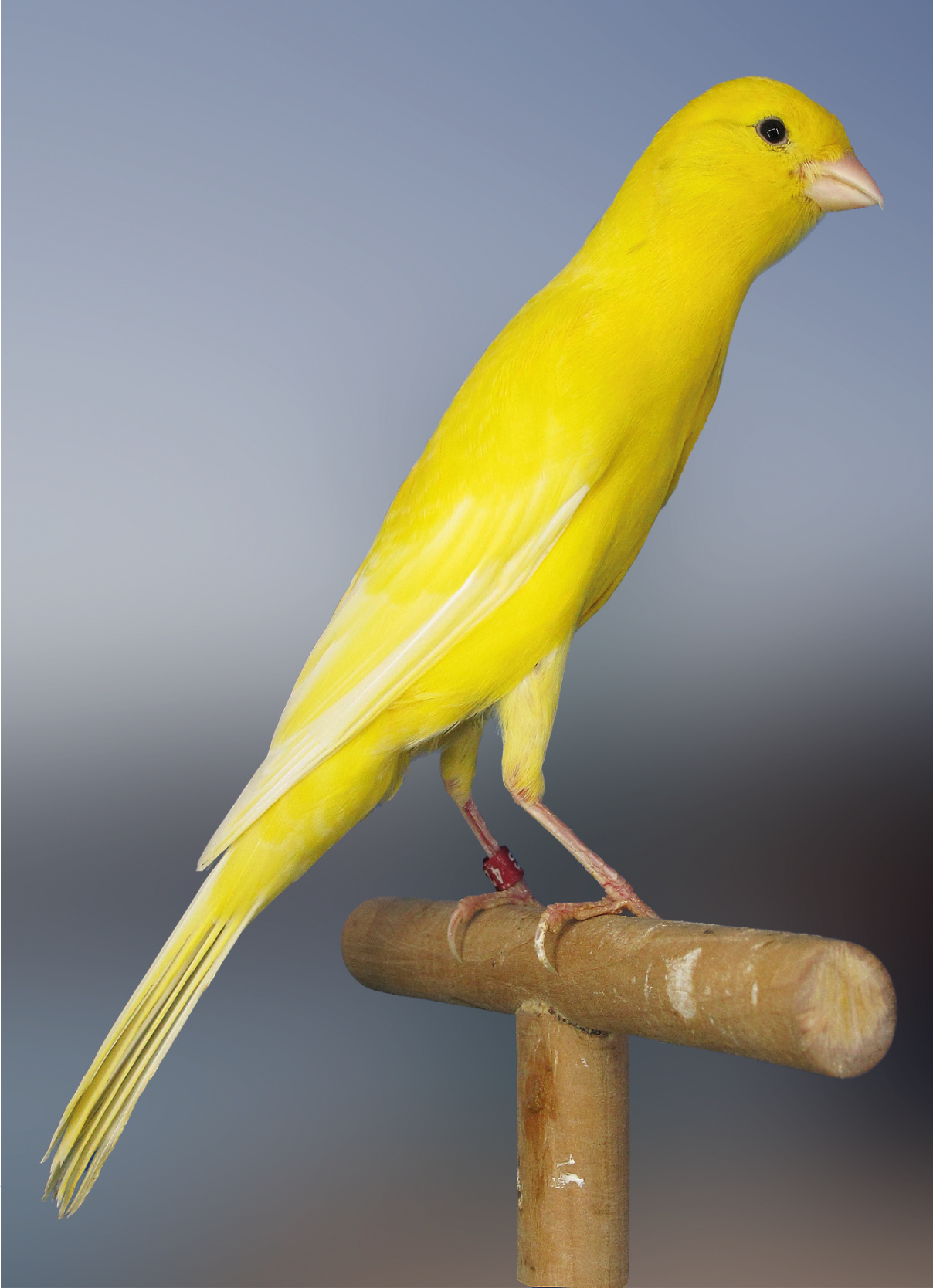 Magnifico ejemplar, muy buena talla, muslos y patas perfectas, fino, esbelto, cuello marcado, cabeza y pico proporcionado, aunque la fotografía muestra al pájaro iniciando giro de cabeza a la derecha, motivo por el cual la parte alta de la cabeza parece recta. Oro Hasselt 2012 Criador: Paco Ibi.