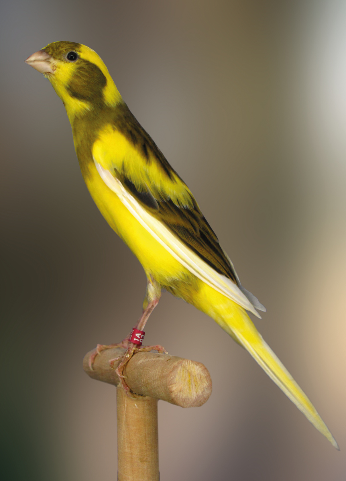 En esta fotografía podemos apreciar las largas patas, aunque los muslos no estén perfectos por falta de sus correspondientes plumas lisas. Pájaro extraordinariamente fino, sin redondeces, cuello bien marcado, alas adheridas sin cruzarse Criador: Paco Ibi.