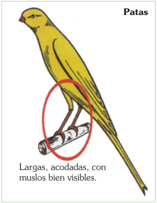 Patas. Largas, acodadas, con muslos bien visibles.