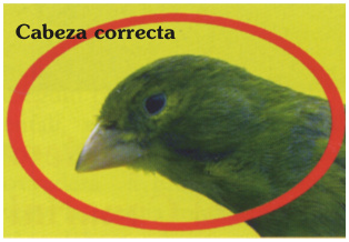 Cabeza correcta.