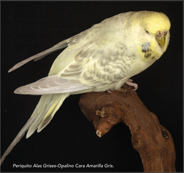 Periquito Alas Grises-Opalino Cara Amarilla Gris.