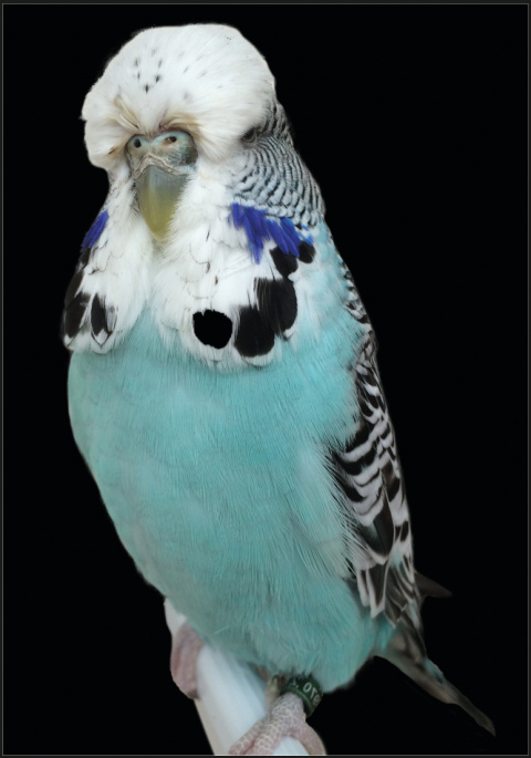 Arriba dcha.: Misty Azul Cielo.