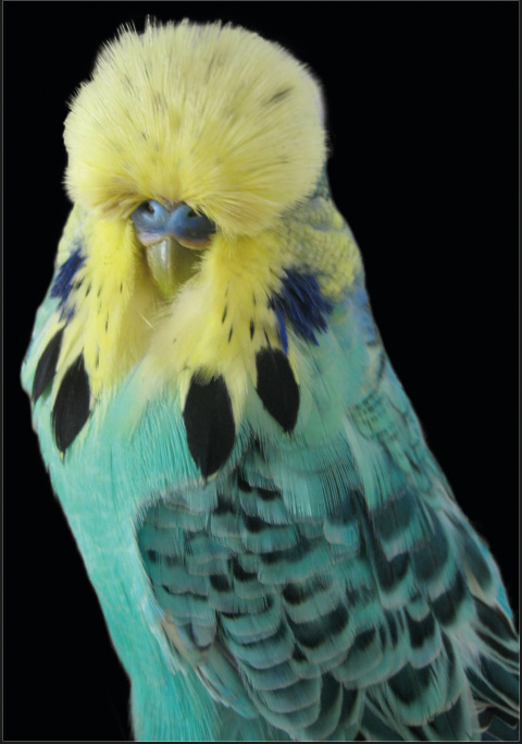 Dcha.: Opalino Cara Amarilla Azul Cielo.