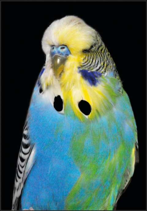 Arriba izda.: Halfsider verde-azul.