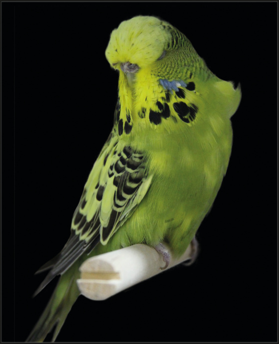 Abajo: Periquito Mottled.
