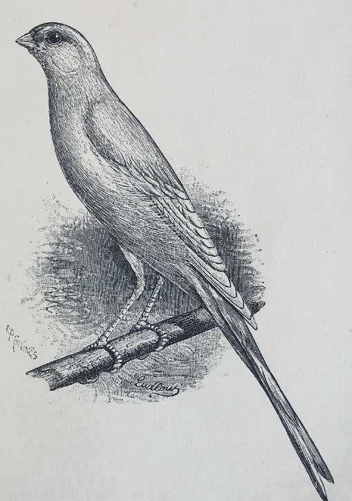 Típico ejemplar de canario Yorkshire, que se especula pudiese haber sido cruzado con “canarios del país” en la creación del canario Bernois. The Canary Book de RL Wallace (1893). p.223.
