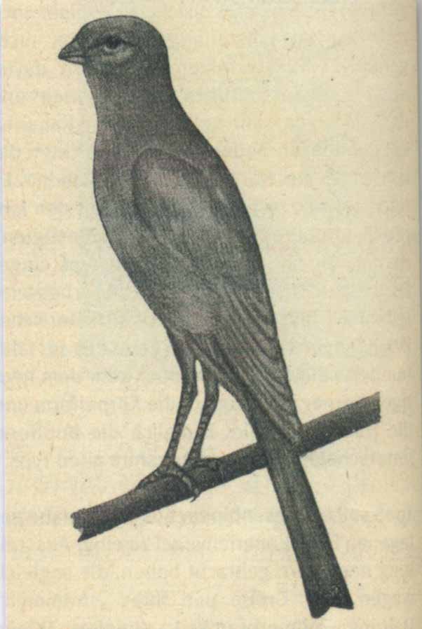 Representación de un Bernois en la obra Il Canarino de AH Aschenbrenner (1937) p.73.