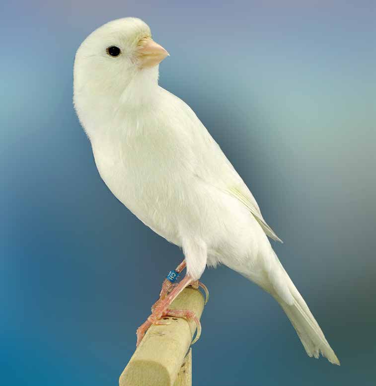 Ejemplar en color blanco muy uniforme y plumaje denso y liso. Se aprecia una frente bien abombada, con cabeza aplanada, y marcando cuello. Esta toma no deja apreciar la zona de la nuca ni su unión con el cuerpo, y la posición evidentemente queda algo desdibujada. El cuerpo se presenta bien proporcionado. Campeón del Mundo 2010.