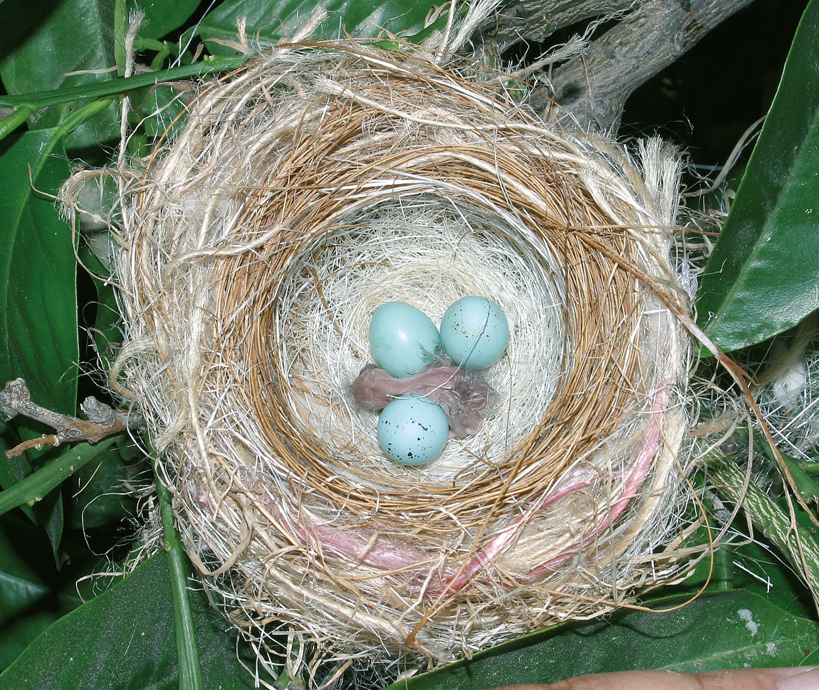 Arriba: Nacimiento del primero de los pollos y el resto de los huevos. A destacar el acabado interior del nido.