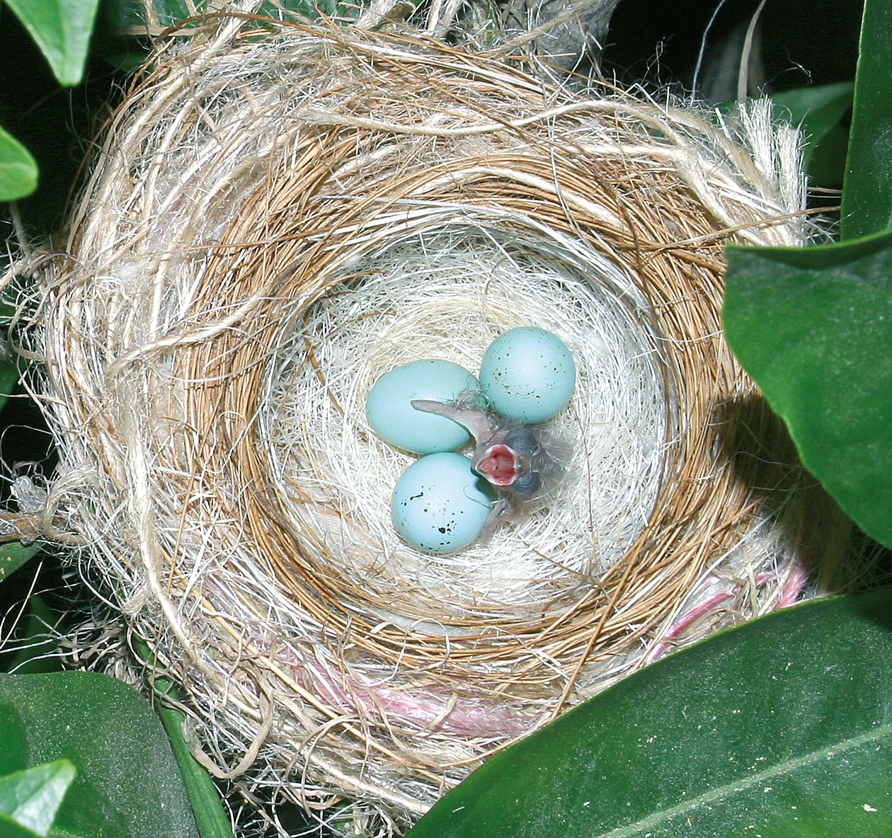 Arriba: Nacimiento del primero de los pollos y el resto de los huevos. A destacar el acabado interior del nido.