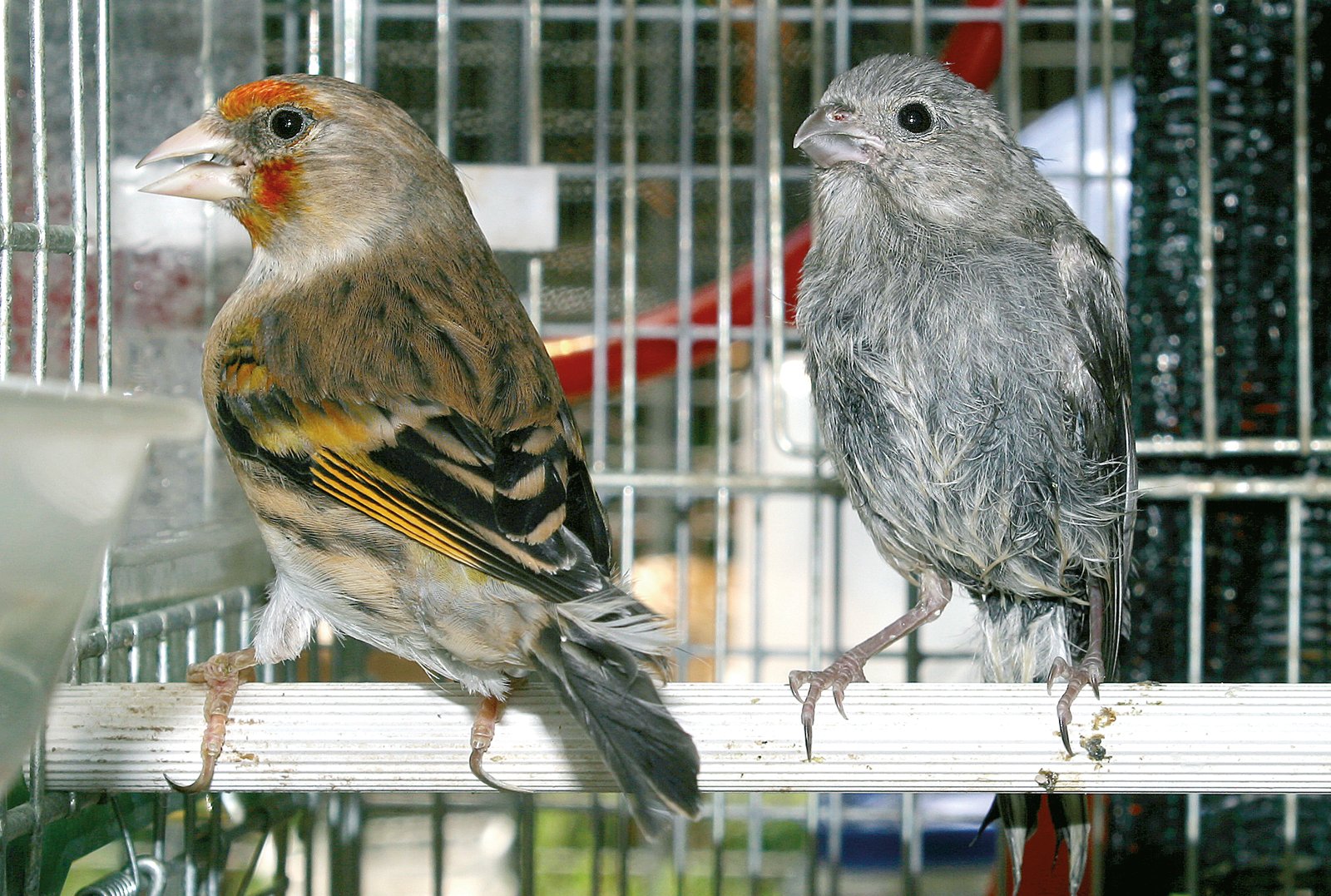 Dcha. Ante los resultados de la primera puesta, decidimos poner los huevos de la segunda al cuidado de una nodriza, una hembra híbrida de Jilguero x Canaria, de probadas aptitudes para la cría. En esta foto vemos a la nodriza con el único pollo de esta segunda nidada, que llegó a nacer.