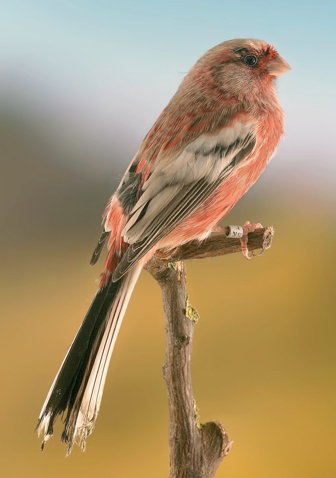 Pág. anterior. Macho de Camachuelo siberiano de cola larga. El color es de un rojo difuminado. A destacar los reflejos plateados sobre la cabeza y la mejillas, así como el reborde blanco de las rémiges y de las timoneras externas.