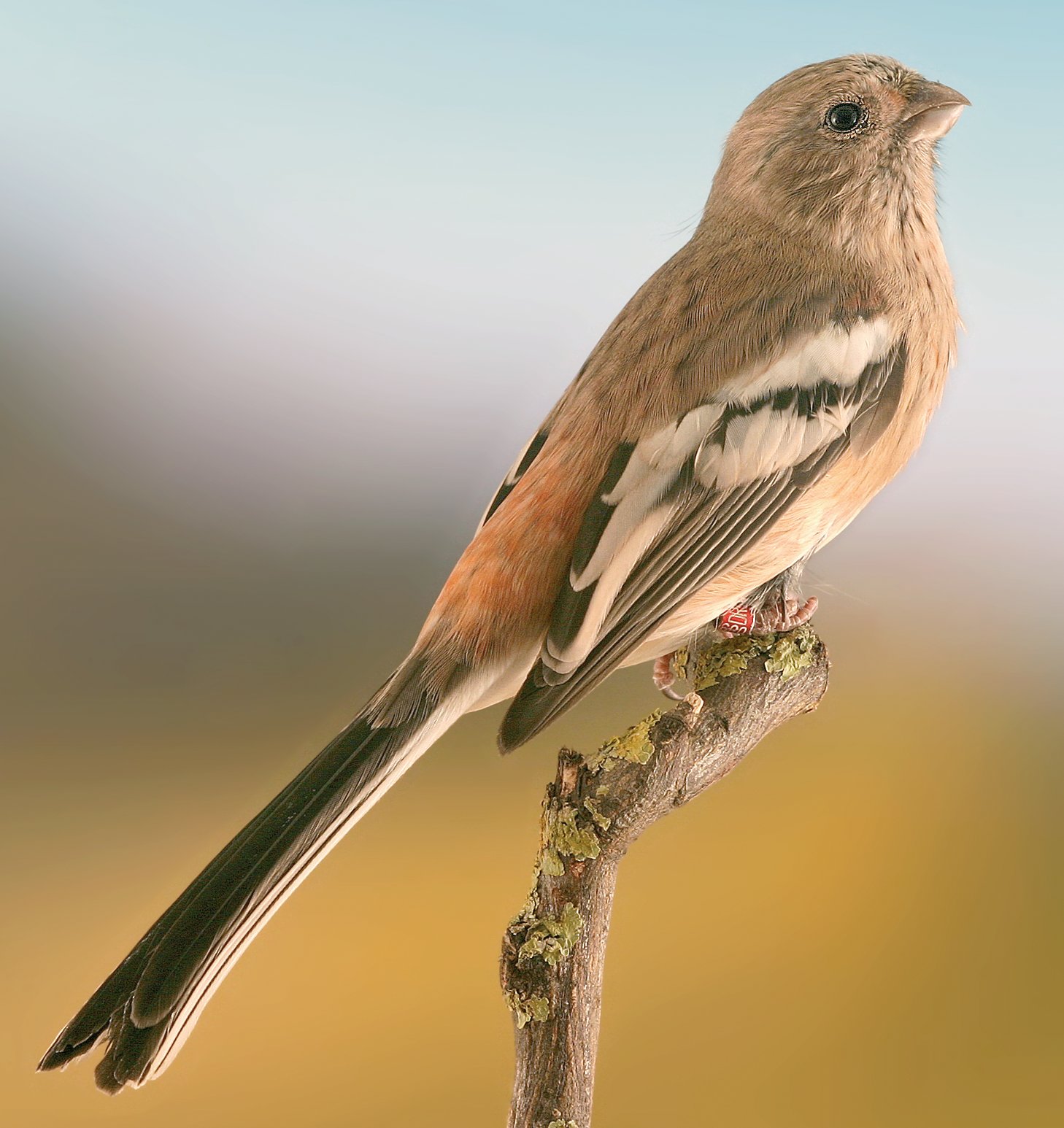 Arriba. Hembra de la especie. Idéntica al macho, se diferencia tan sólo por la menor carga de rojo, por la ausencia de los reflejos plateados, así como por la presencia de estrías brunas sobre el dorso, cabeza, pecho y flancos. Criadero: Natale/Pirri.