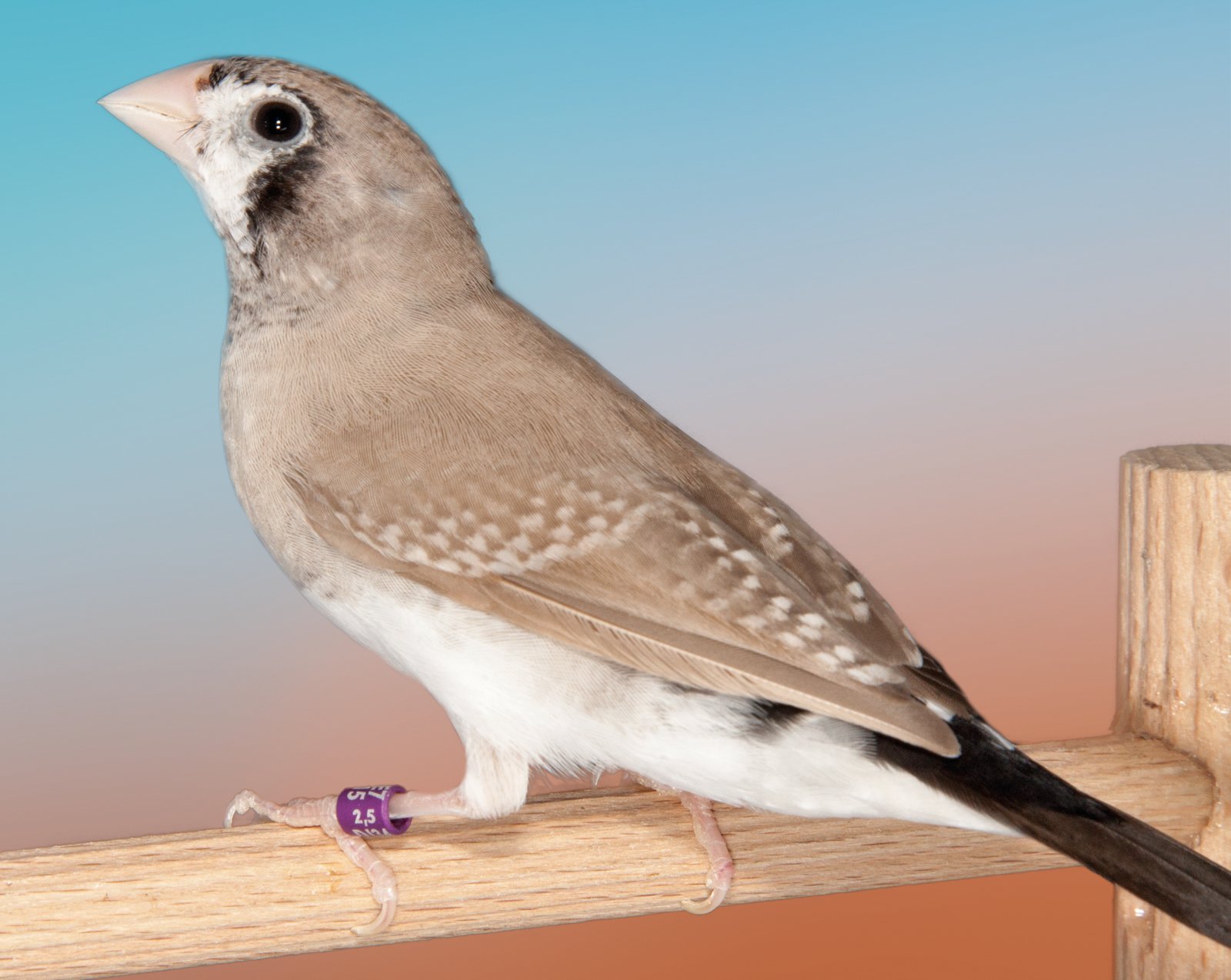 Híbrido negro bruno de Diamante Babero de cola larga por Diamante Bichenov. Forma tendente a la del Babero de cola larga, si bien el diseño de las alas se asemeja más al de Diamante Bichenov. Pájaro poco llamativo en su colorido, pero bastante atractivo en la forma y el diseño.