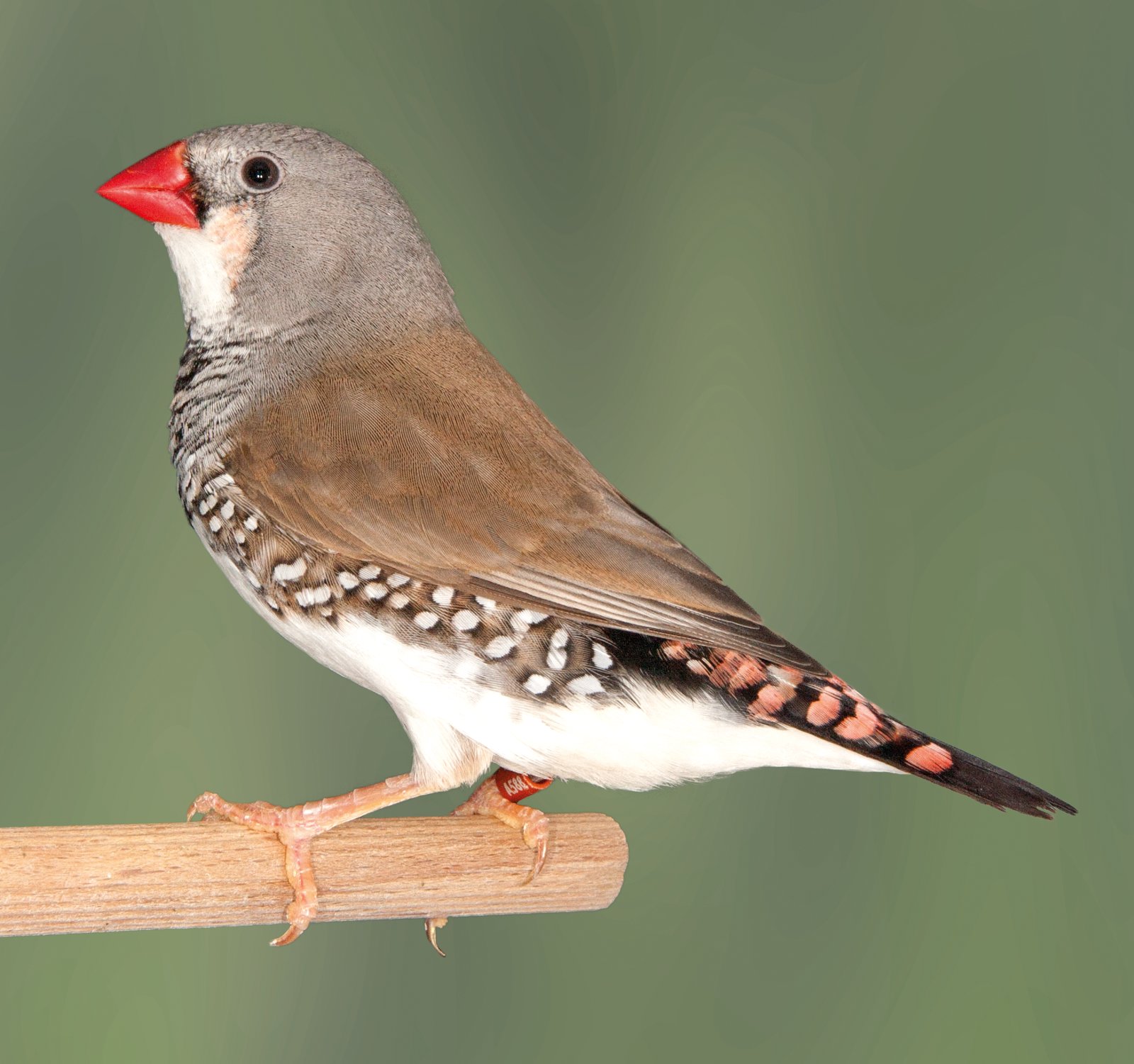 Abajo. Híbrido de Diamante mandarín por Diamante moteado. Es un híbrido más colorido, simplemente por el resto de lipocromo de las plumas superiores de la cola y el rojo del pico heredado de ambas especies. Muy buena fusión de diseño y color, dorso, pecho, flancos y vientre. Tamaño excepcional, debido al tamaño de los progenitores empleados en el cruce.