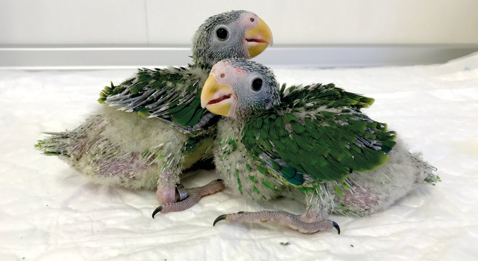 Pichones de Amazona collaria. Foto Marcia Weinzettl.