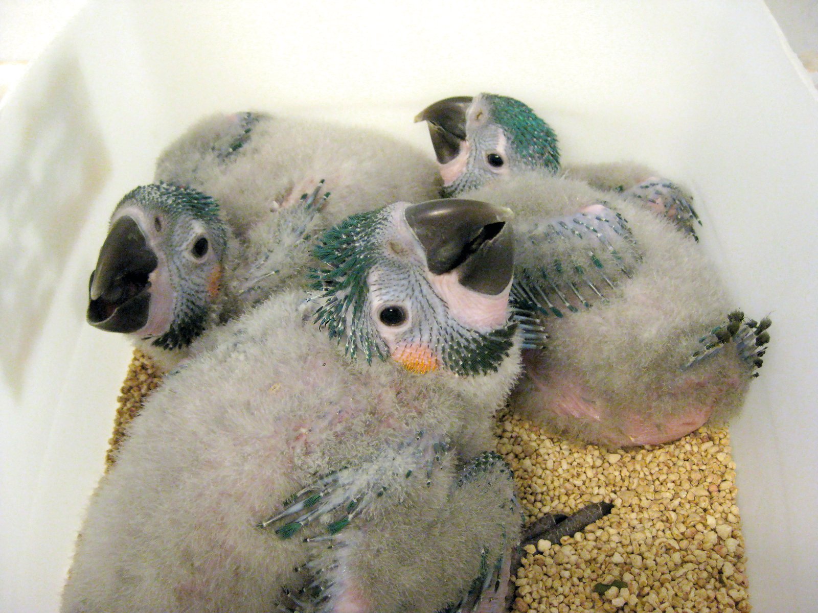 Las nidadas de tres ejemplares son habituales en la especie Ara glaucogularis.
