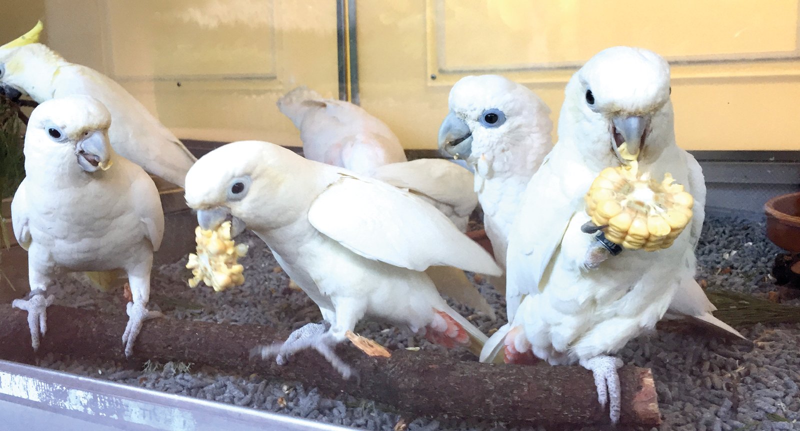 Nidada en las instalaciones de Loro Parque Fundación.