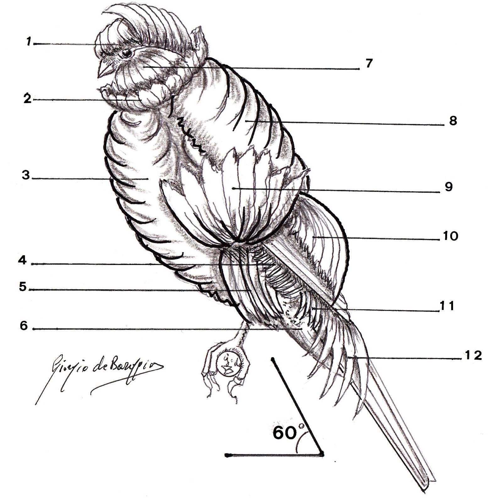 Nomenclatura del Mehringer.