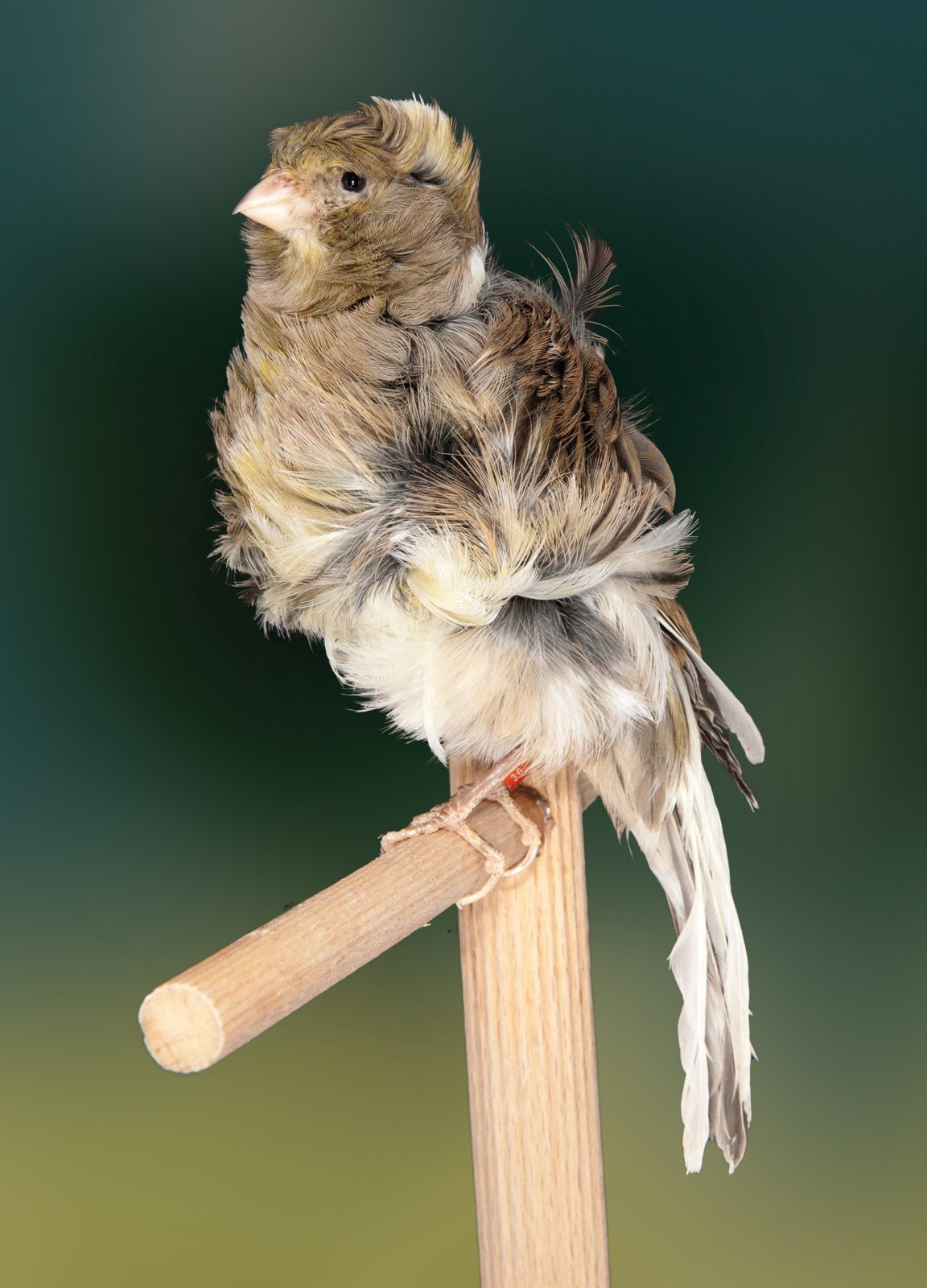 Pág. anterior. Mehringer pío melánico fondo blanco, Campeón del mundo Almería 2017. Excelente cabeza con típicos rizos de la raza. Posición ideal y buena distribución del plumaje rizado. El manto se muestra poco desarrollado. Cola y alas estropeadas le restan algo de vistosidad a este muy buen ejemplar de Mehringer. Criador: José Eulogio Lago Manso.